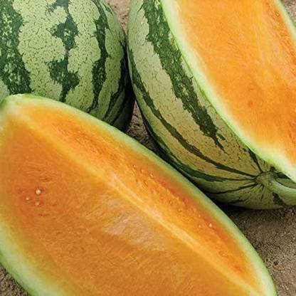 CYBEXIS TLX-92 - Orange Crisp Hybrid Watermelon - (150 Seeds) Seed