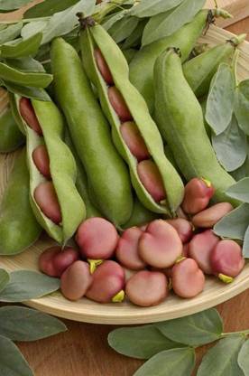 CYBEXIS Seeds of Vegetable Broad Bean Karmazyn-100 Seeds Seed