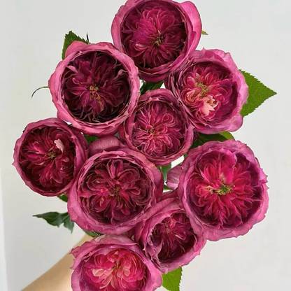 VibeX Thierry Marx Rose Seed
