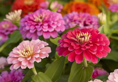 Lorvox Top Quality zinnia Seed