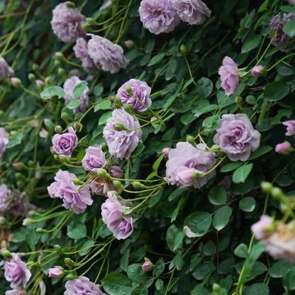 WILLVINE Rose “Rainy Blue” Japanese Blue Climbing Seed
