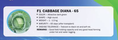 CYBEXIS F1 CABBAGE DIANA - 65(250 Seeds) Seed
