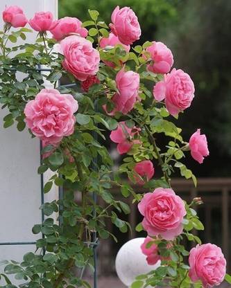 CRGO ROSE , GULAAB Seed