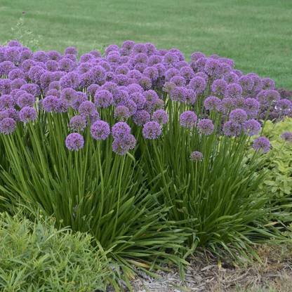WILLVINE HAU-503 Giant Ball Onion Allium 'Millenium' Christophii-1500 Seeds Seed