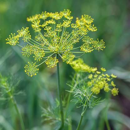 VibeX NBIR-42 - Dill Dwarf Fernleaf Herb - (750 Seeds) Seed