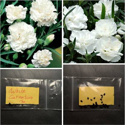 CYBEXIS White Carnation Flower Seeds Seed