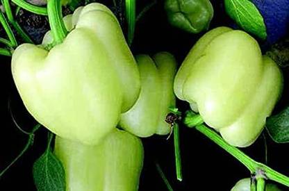 ENINE Hybrid White Capsicum Shimla mIrch शिमला मिर्च के बीज 50 Seeds 
 FG96 Seed