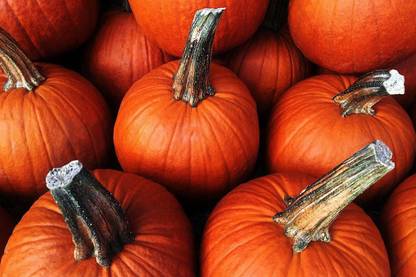 CYBEXIS NBIR-76 - Ficifolia Pumpkin Premium Hybrid Quality - (100 Seeds) Seed