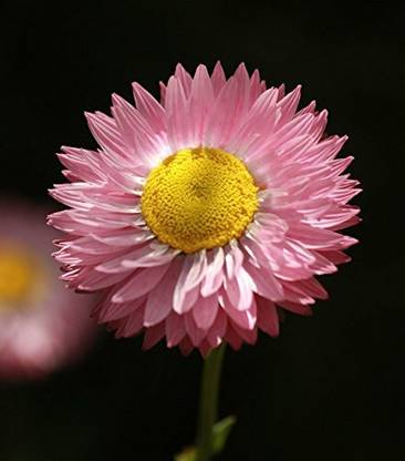 CYBEXIS LXI-56 - Paper Daisy Flower - (180 Seeds) Seed
