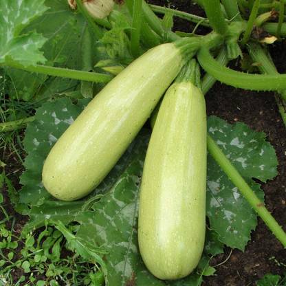 CYBEXIS NBIR-76 - Zucchini Courgette Squash - (675 Seeds) Seed