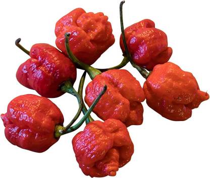 CYBEXIS Trinidad Scorpion "Moruga Red"Seeds (WORLD-RECORD-CHILI)-300 Seeds Seed