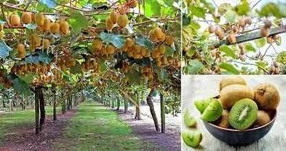 Aywal Kiwi Fruit Seeds, Thailand Seed