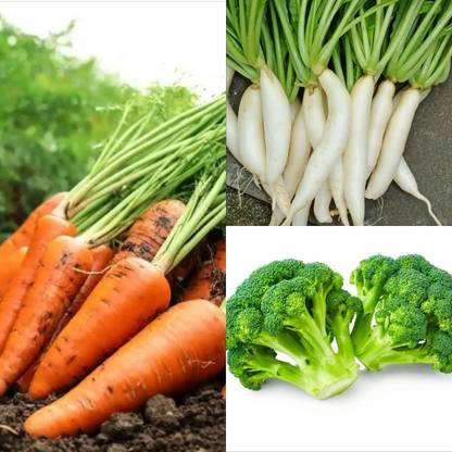 Aywal corrat ,white mooli, brocoli Seed