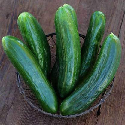 WHYGI Muncher Burpless Cucumber Seeds-CuC_785 Seed