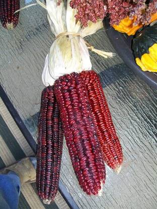 Aywal Sweet White waxy corn , White glutinous corn Seed