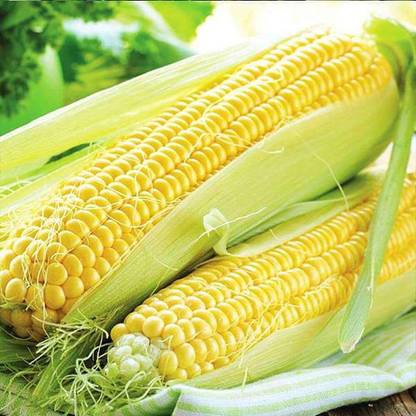 Aywal On Deck Sweet Corn Seed