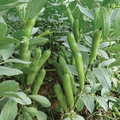 WANCY Broad Beans/Bakla Vegetable बाकला फली Seed