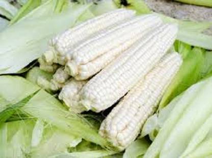Sjeme WHITE CORN SEED, SAFED BHUTTA, CORN, BHUTTA, MAIZE Seed