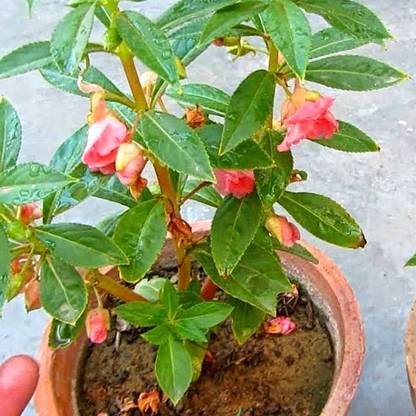Lorvox Balsam Seed