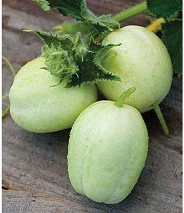 VibeX ® RXI-662 Crystal Apple Cucumber Seeds Seed
