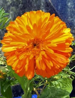 DROXTY ® PUAS-168-Hybrid Calendula Officinalis Flower Seeds-15 x Seeds Seed