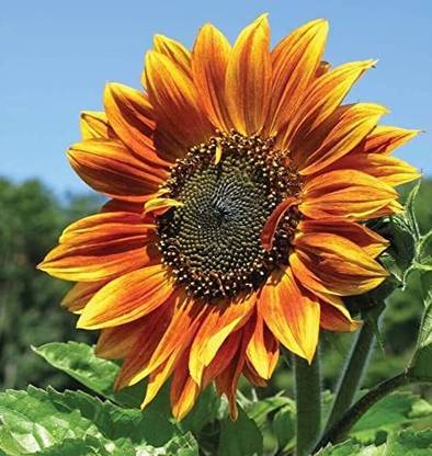 VibeX ® XXL-155 Sunflower Seeds Seed