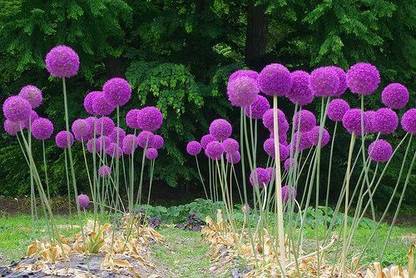 VibeX ® VXI-790 Giant Onion (Allium giganteum)Seeds Seed