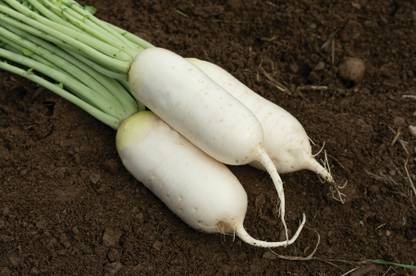 CEZIUS Seeds For Home Garden Summit Radish Seed-A1N Seed