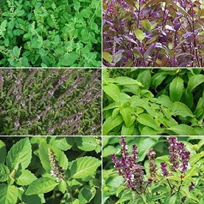 KNESSiN Holy Basil (Tulsi ke beej)Combo of all Varities[1000 Seeds] Seed
