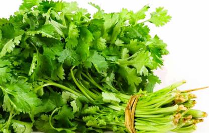 ASHOKE Seeds Corainder Seeds Organic Coriander Seeds Desi Coriander Seed