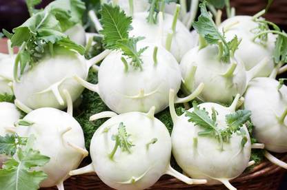 BISWAS Su hao, Fresh Cabbage Seed