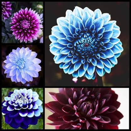 VibeX LX-13 - Dinner Plate Dahlia Decoration - (180 Seeds) Seed