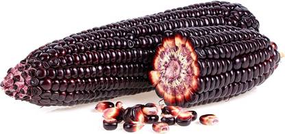VibeX ® RXI-741 Rare Purple Popcorn Corn Seeds Seed