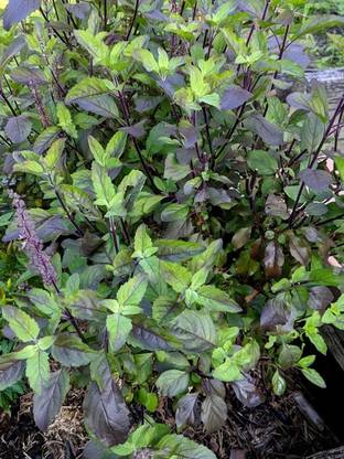 SUNWAN Holy Tulsi Basil 'Krishna' (Ocimum sanctum) Seed