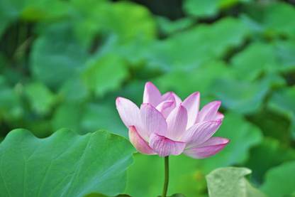 Radha lotus,kamal seeds Seed