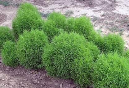 UGRA Bush Grass Seeds | Kochia scoparia Seed