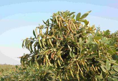 HYBRID 100g Hybrid Tuar seeds arhar seeds red gram seeds highest yield Verity Seed