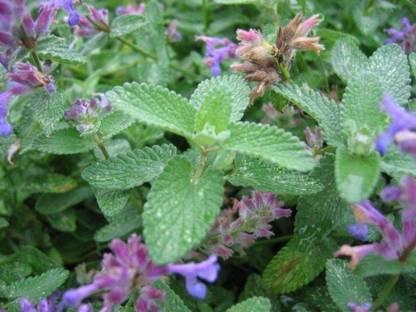 VibeX LXI-56 - Catnip Cat Mint Catwort Catswort - (13500 Seeds) Seed