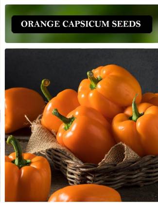 KNESSiN Orange Capsicum Seeds-[600mg] Seed