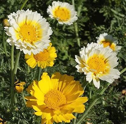 VibeX NBIR-76 - Garland Mix Daisy Flower - (180 Seeds) Seed