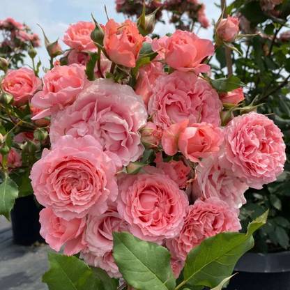 VibeX Rose “Corail Gelee“ Japanese Seed