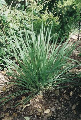 VibeX VVI-55 - Lemon Grass/Lemongrass - (250 Seeds) Seed