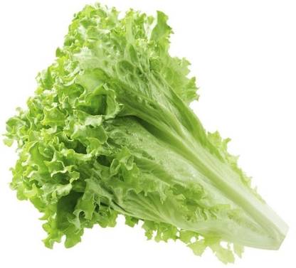 Avysa Green Lettuce Seed