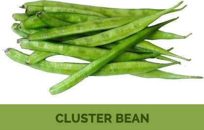 CEZIUS Summer Vegetable Seeds for Home Garden Cluster Beans / Gavar Seed