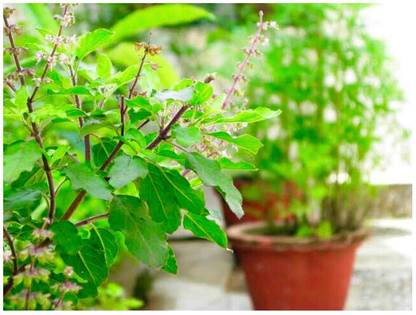 SEEDSART NXC - Green - Gorgeous Tulsi Seeds " Tulsi " Organic 130 x Seeds , E867 Seed