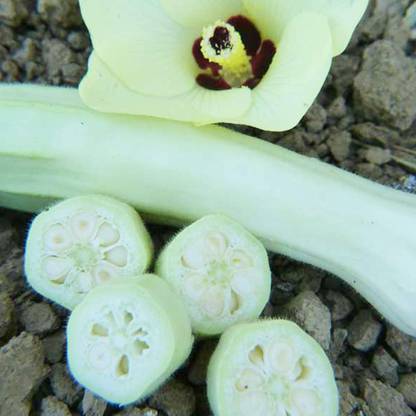 ActrovaX Silver Queen Okra [16000 Seeds] Seed