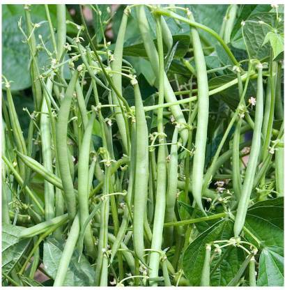 SEMPA Organic French Beans Seed