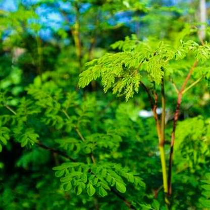 VibeX GBPUT-61 - Horseradish Tree Miracle Moringa Oleifera - (150 Seeds) Seed