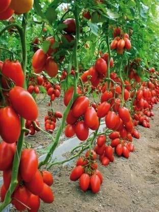 Profound Sun Marjano Tomato Heirloom Seeds, pack of 100 seeds Seed