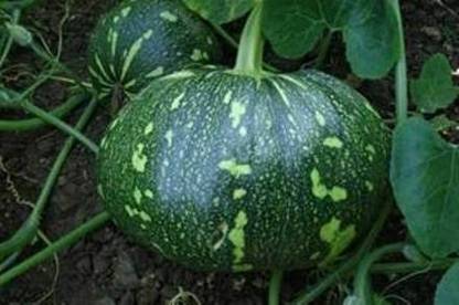 Aywal Pumpkin F1 Hybrid Bheema Seed
